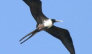 why birds can fly forever but dont know new 6254