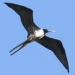 why birds can fly forever but dont know new 6254