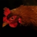 why breeds of chickens see poorly in the dark 126038