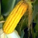 why corn cobs appear on 7332