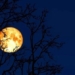 why february is called the worm moon 126179