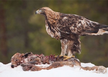 why gold bullion is considered the king of meat eating birds 126728