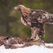 why gold bullion is considered the king of meat eating birds 126728