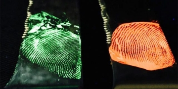 why human fingerprints are different 126018