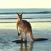 why kangaroos jump continuously but dont get tired 125243