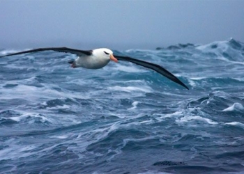 why migratory birds can fly thousands of km without eating 125748
