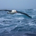 why migratory birds can fly thousands of km without eating 125748