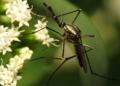 why nature produces many blood sucking insect species like that 126383
