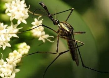why nature produces many blood sucking insect species like that 126383