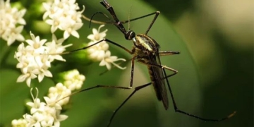 why nature produces many blood sucking insect species like that 126383