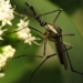 why nature produces many blood sucking insect species like that 126383