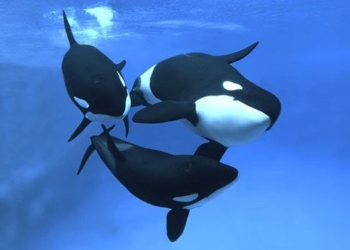 why sharks always have a tendency to favor their son 126458