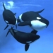 why sharks always have a tendency to favor their son 126458