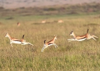 why some animal species help each other gain group benefits 126372