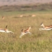 why some animal species help each other gain group benefits 126372