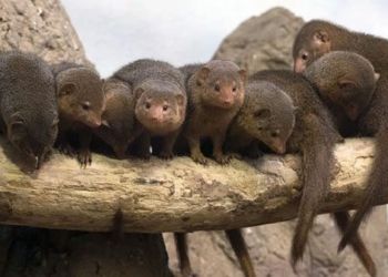 why the mangut tree cannot recognize its own offspring 125474