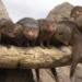 why the mangut tree cannot recognize its own offspring 125474