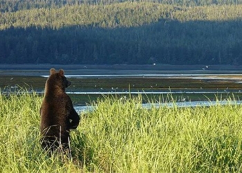 why these bears are sitting quietly on road 126165