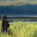 why these bears are sitting quietly on road 126165