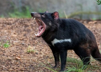 why this animal is called a demon but is considered a national treasure