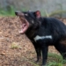 why this animal is called a demon but is considered a national treasure