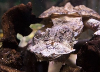 why this crazy turtle always smiles on everyone 125496
