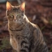 why we like cats 125155