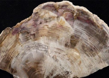 why wood can also become a hero 125253