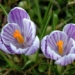 world flower 7016
