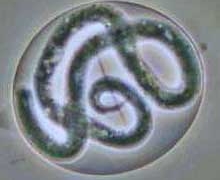 worm eye disease 6412