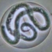 worm eye disease 6412