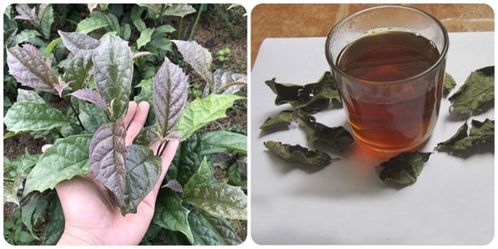 Black mallow helps fight tumors, maintain stable blood pressure, improve sleep...