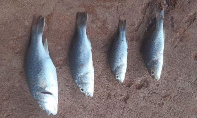 Some fish carcasses fell to the ground.