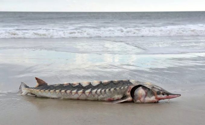 Atlantic Sturgeon is considered a living fossil due to its existence since the dinosaur era.