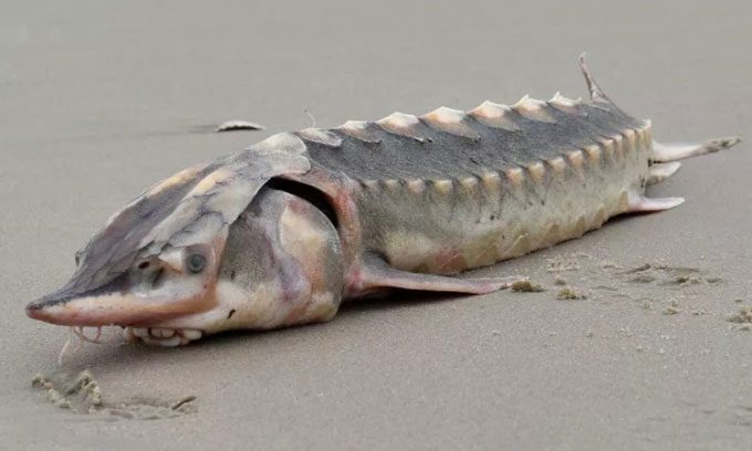 Atlantic Sturgeon washed up on Assateague Island.