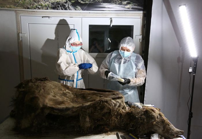 The brown bear's remains preserved almost perfectly in permafrost