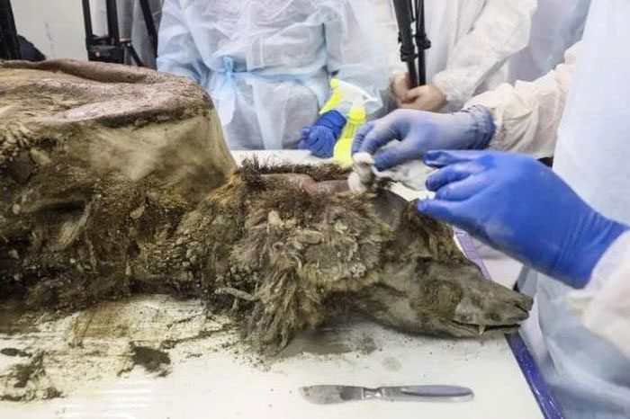 Scientists examining the internal organs and brain of the brown bear cub