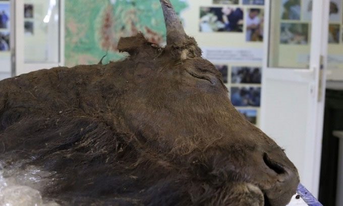 Intact bison remains.