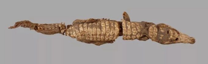 The back of a crocodile mummy from Qubbat al-Hawā.