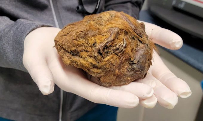 Frozen mummy of the Arctic ground squirrel from the Ice Age.