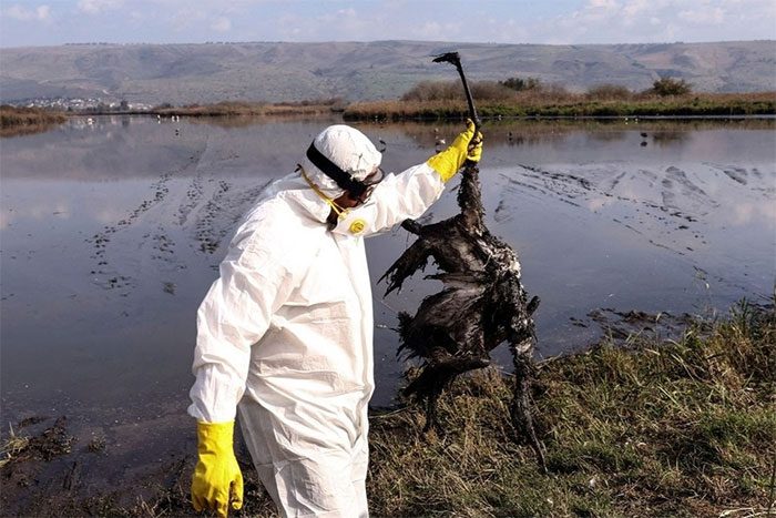 Avian influenza is affecting many mammal species.