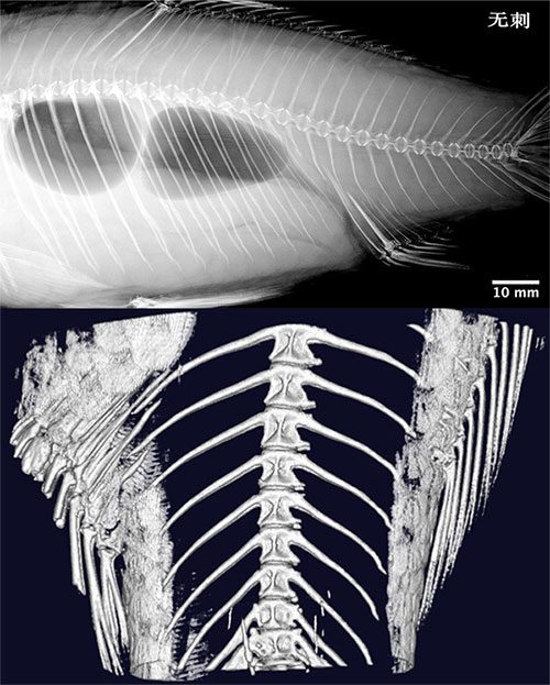 Image of carp bones