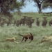 1 play 3 animals in the ring still makes the betting house lose face 118463