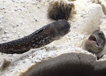 2 fish fighting with the nose of the giant owl causing the internet to laugh 119404
