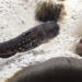 2 fish fighting with the nose of the giant owl causing the internet to laugh 119404
