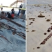 200 year old shipwreck discovered off florida beach