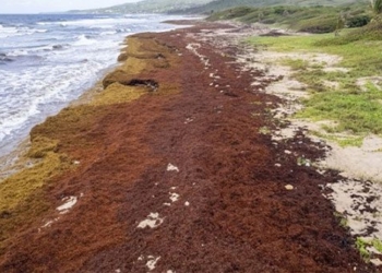 24 million ton seaweed creating caribbean coastal areas releasing much oxygen 122180