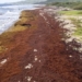 24 million ton seaweed creating caribbean coastal areas releasing much oxygen 122180