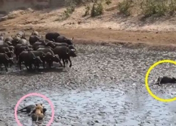 300 wild buffalos in the ambush of 30 lions suddenly caught and an unexpected ending 118060