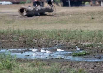 40 degrees celsius causes birds to fall from the sky many animals die 122010